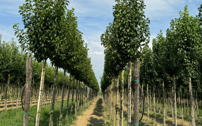 Pyrus Calleryana "Capital"